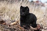 SCHIPPERKE 806